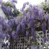 Blooming Spring kiekies